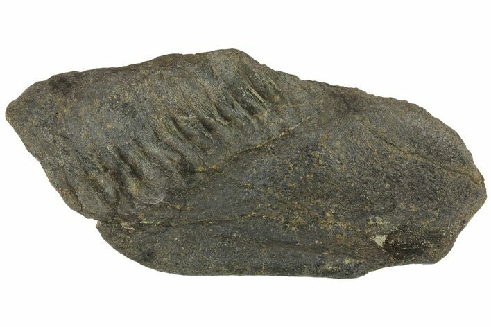 Fossil Hadrosaur (Maiasaura?) Jaw Section - Montana #173489